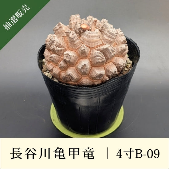 亀甲竜 4寸 品番：4寸B-09