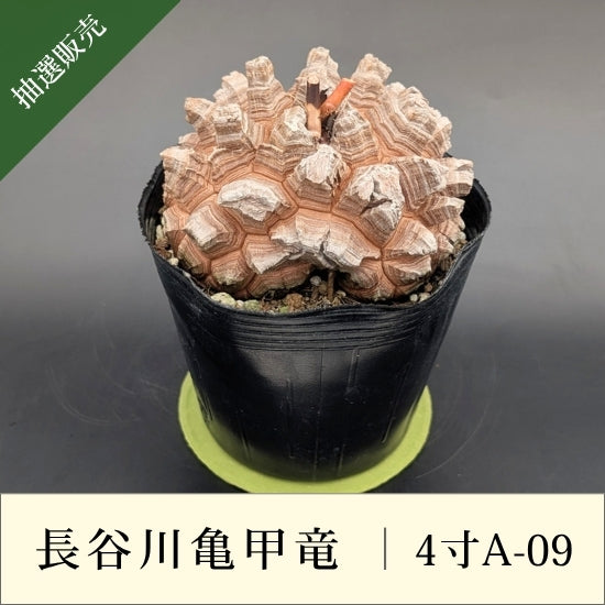 亀甲竜 4寸 品番：4寸A-09