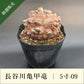 亀甲竜 5寸 品番：5寸-09