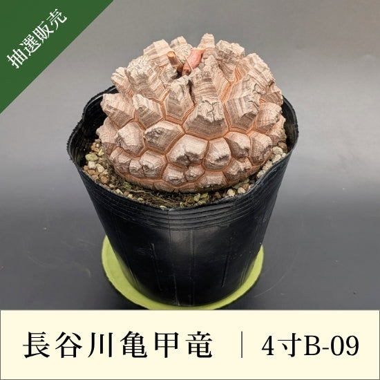 亀甲竜 4寸 品番：4寸B-09