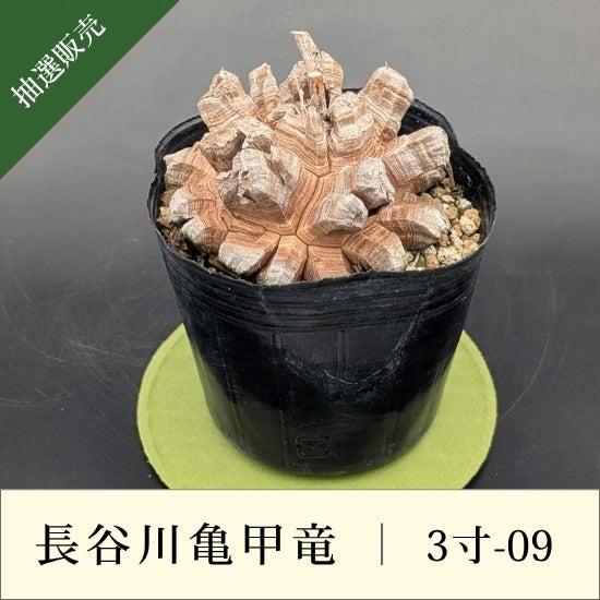 亀甲竜 3寸 品番：3寸-09