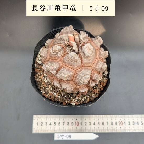 亀甲竜 5寸 品番：5寸-09