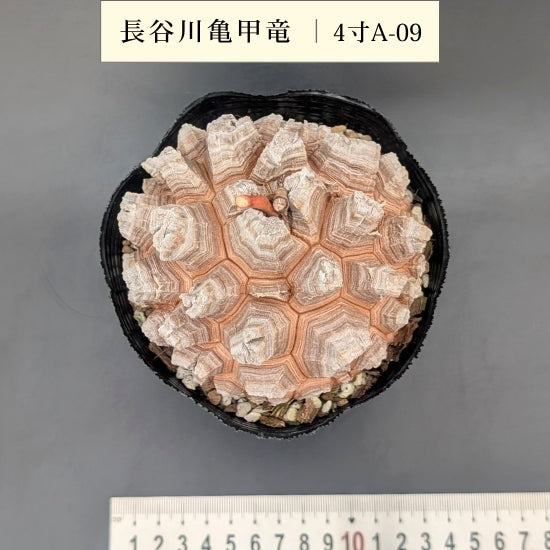 亀甲竜 4寸 品番：4寸A-09