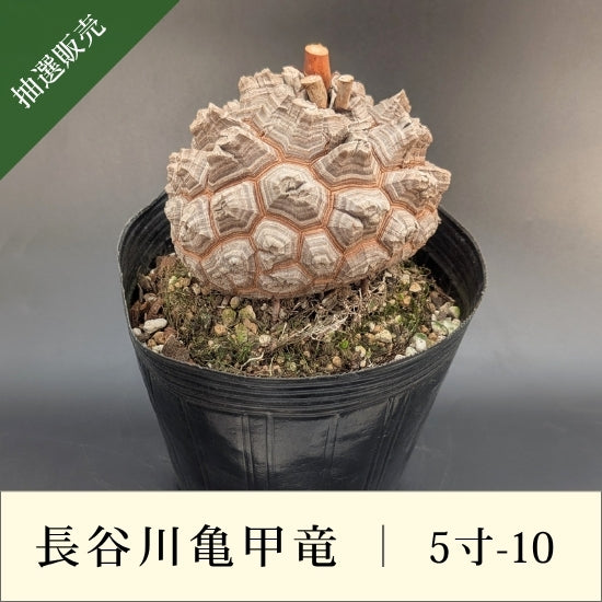 亀甲竜 5寸 品番：5寸-10 – はせがわナーセリー
