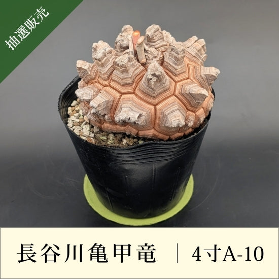 亀甲竜 4寸 品番：4寸A-10