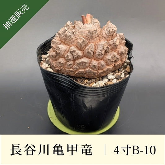 亀甲竜 4寸 品番：4寸B-10
