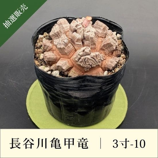 亀甲竜 3寸 品番：3寸-10