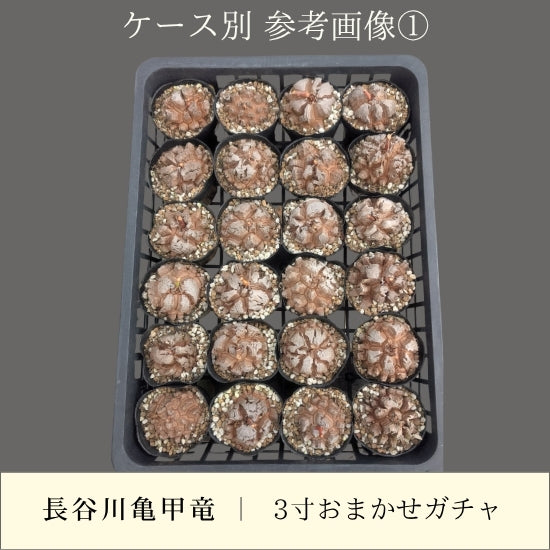 亀甲竜 3寸 おまかせガチャ 1鉢
