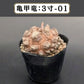 テスト用商品C