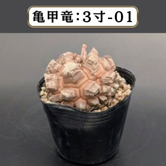 テスト用商品C