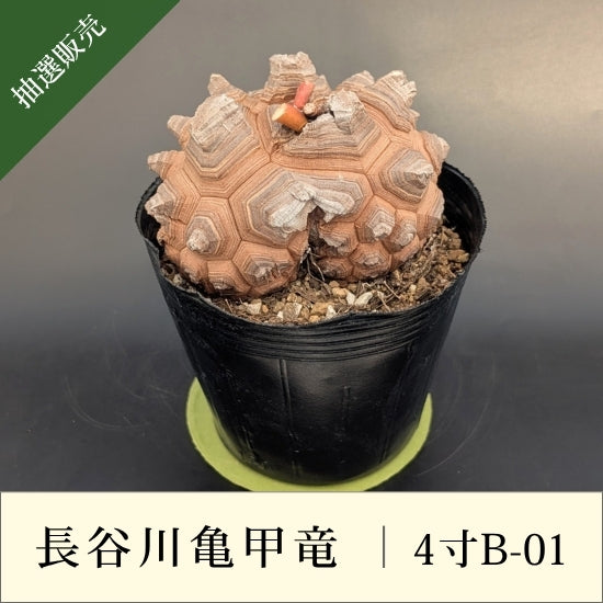 亀甲竜 4寸 品番：4寸B-01 – はせがわナーセリー