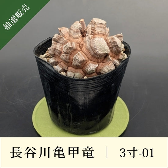 亀甲竜 3寸 品番：3寸-01