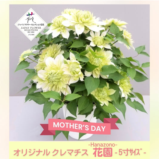 オリジナルクレマチス ５寸「花園」
