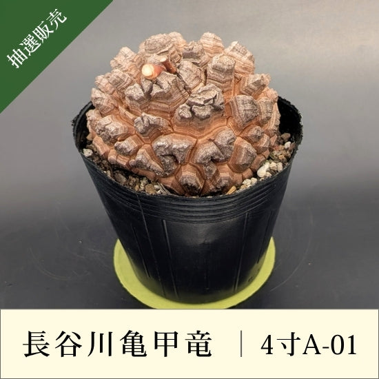 亀甲竜 4寸 品番：4寸A-01