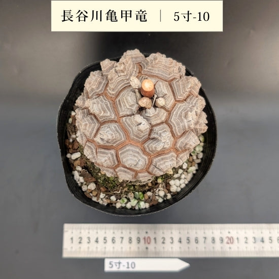 亀甲竜 5寸 品番：5寸-10 – はせがわナーセリー