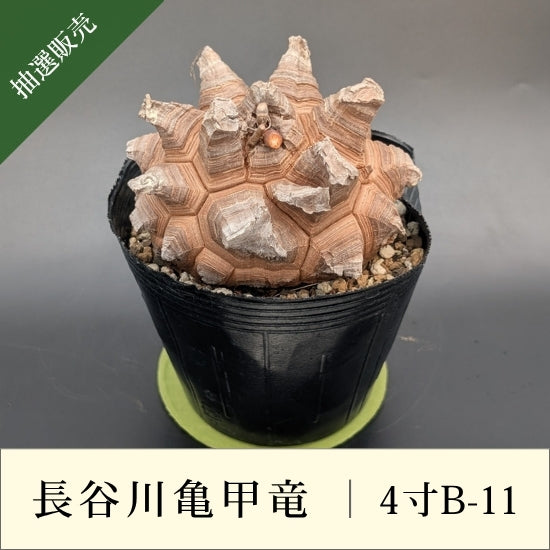 はせがわナーセリー