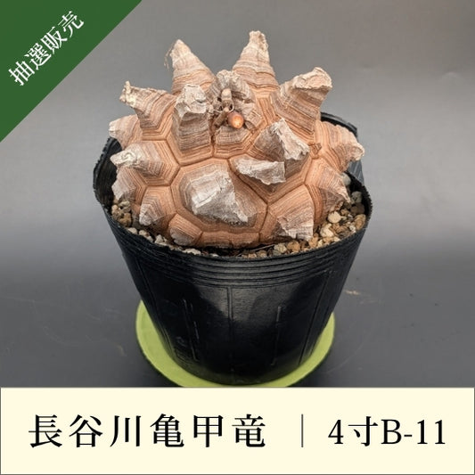 亀甲竜 4寸 品番：4寸B-11