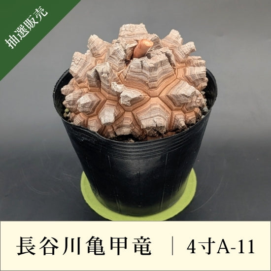亀甲竜 4寸 品番：4寸A-11 – はせがわナーセリー
