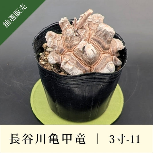 亀甲竜 3寸 品番：3寸-11