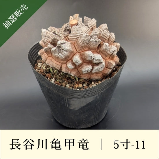 亀甲竜 5寸 品番：5寸-11
