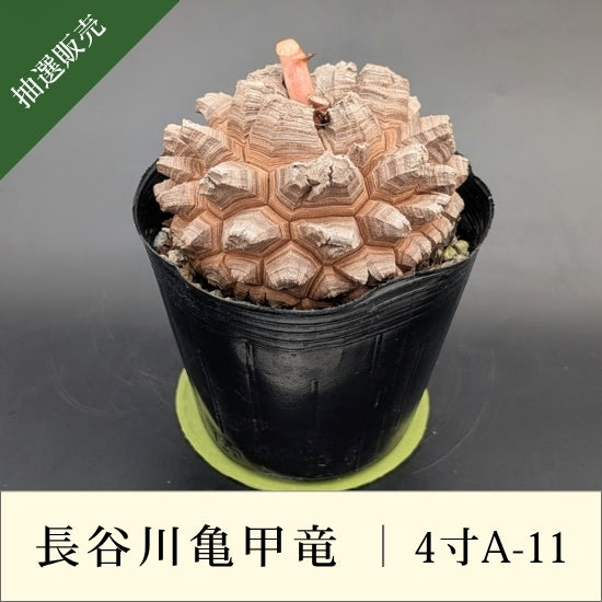 亀甲竜 4寸 品番：4寸A-11