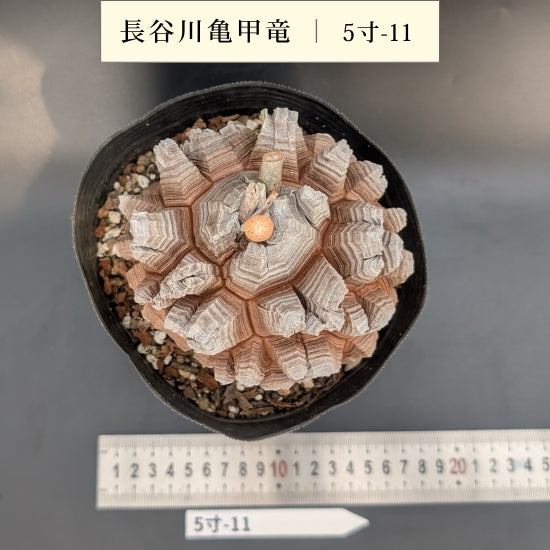 亀甲竜 5寸 品番：5寸-11