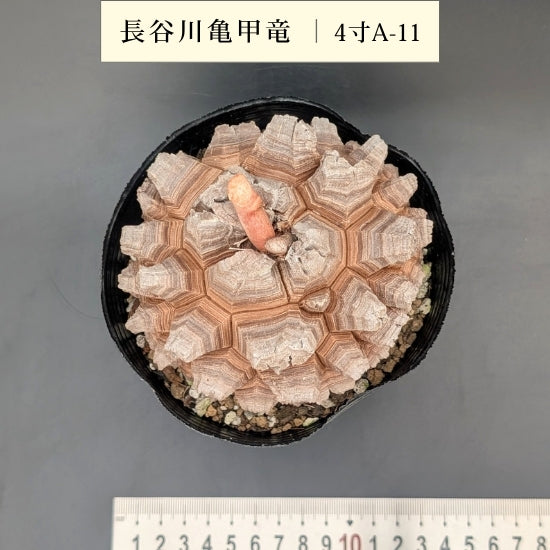 亀甲竜 4寸 品番：4寸A-11