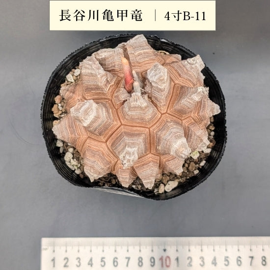 亀甲竜 4寸 品番：4寸B-11