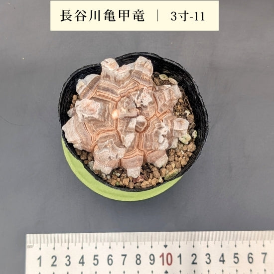 亀甲竜 3寸 品番：3寸-11