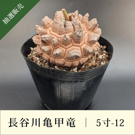 亀甲竜 5寸 品番：5寸-12