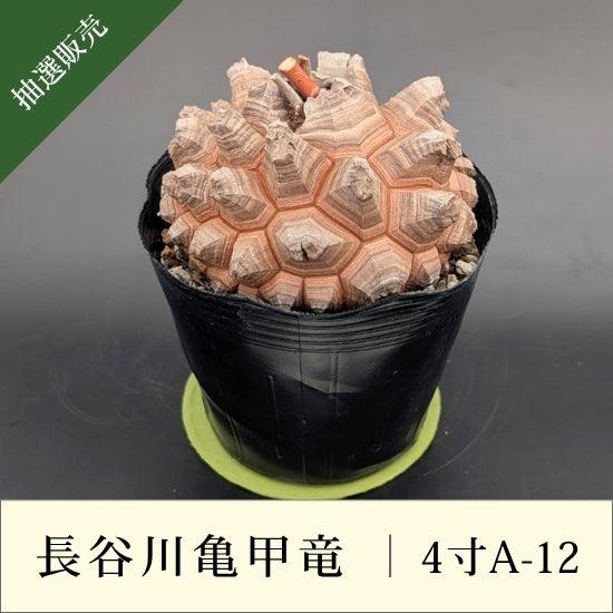 亀甲竜 4寸 品番：4寸A-12