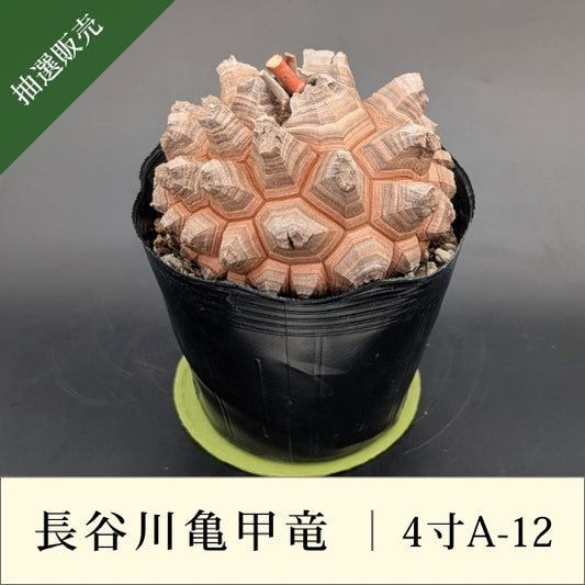 亀甲竜 4寸 品番：4寸A-12