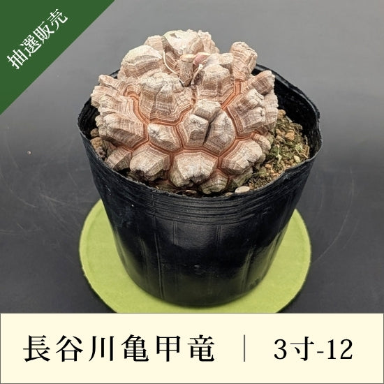【2025】長谷川亀甲竜 長谷川ナーセリー 亀甲竜 3.5寸 亀甲竜 – はせがわナーセリー