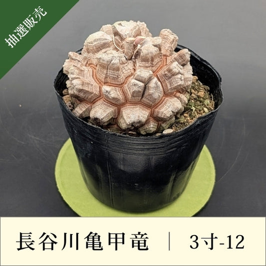 亀甲竜 3寸 品番：3寸-12