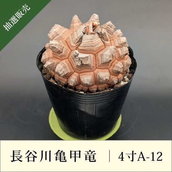 亀甲竜 4寸 品番：4寸A-12