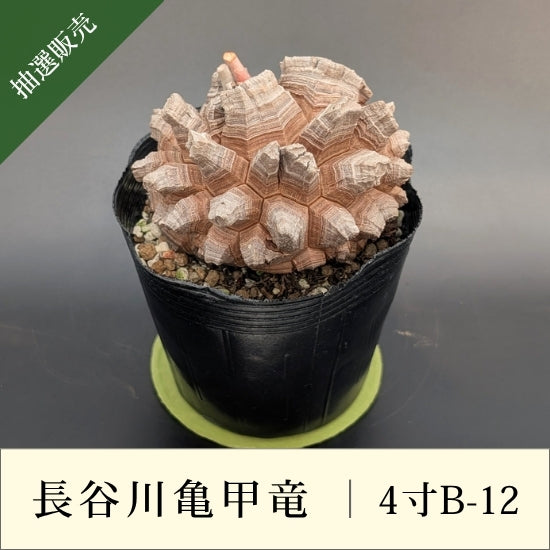 亀甲竜 4寸 品番：4寸B-12