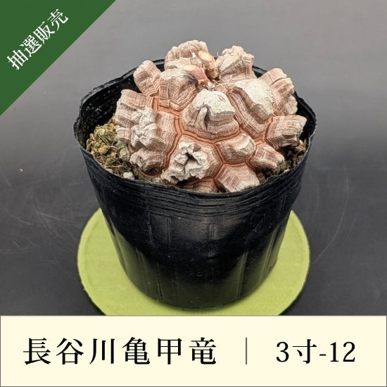 亀甲竜 3寸 品番：3寸-12 – はせがわナーセリー