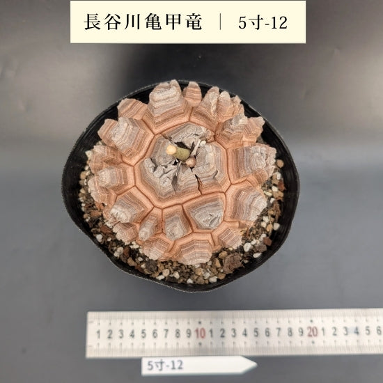 亀甲竜 5寸 品番：5寸-12