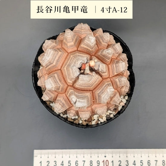 亀甲竜 4寸 品番：4寸A-12