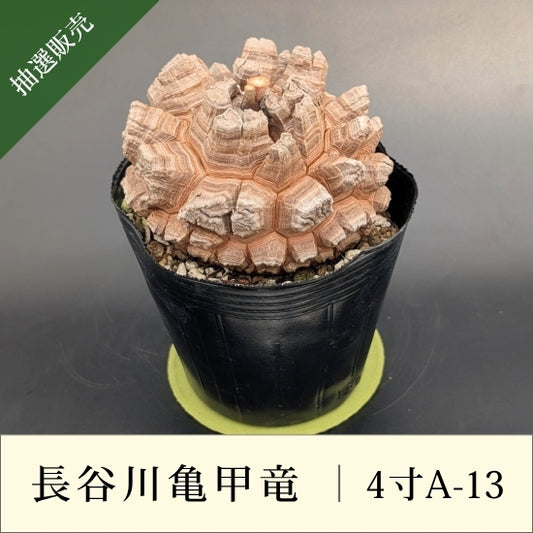 亀甲竜 4寸 品番：4寸A-13