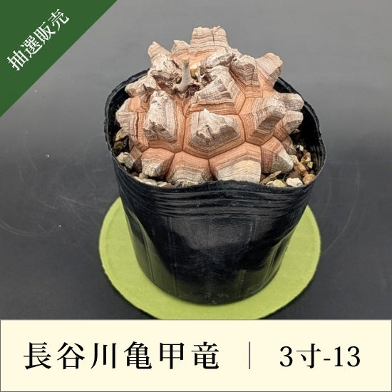 発根済　長谷川亀甲竜　５寸サイズ　特A キーホルダー付き 5,000円~9,999円 – はせがわナーセリー