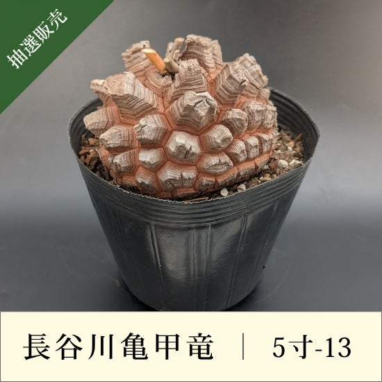 亀甲竜 5寸 品番：5寸-13
