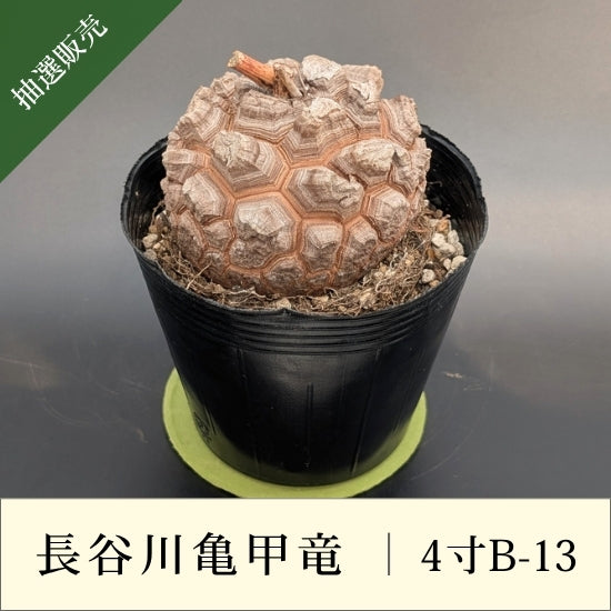 亀甲竜 4寸 品番：4寸B-13