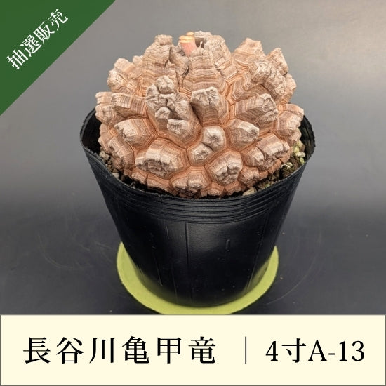 亀甲竜 4寸 品番：4寸A-13