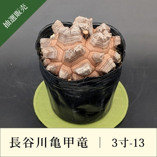 亀甲竜 3寸 品番：3寸-13