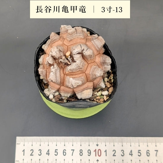 亀甲竜 3寸 品番：3寸-13