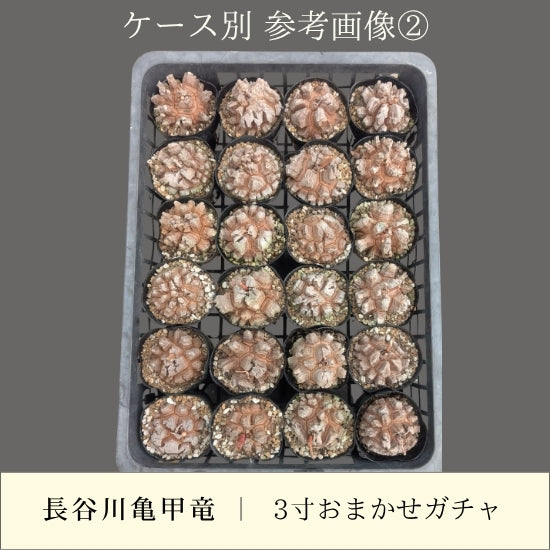 亀甲竜 3寸 おまかせガチャ 1鉢