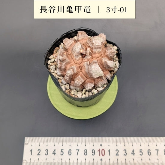 亀甲竜 3寸 品番：3寸-01