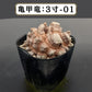 テスト用商品C