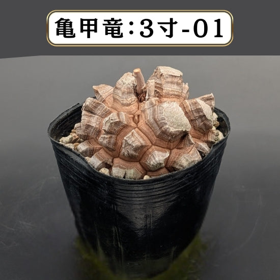 テスト用商品C